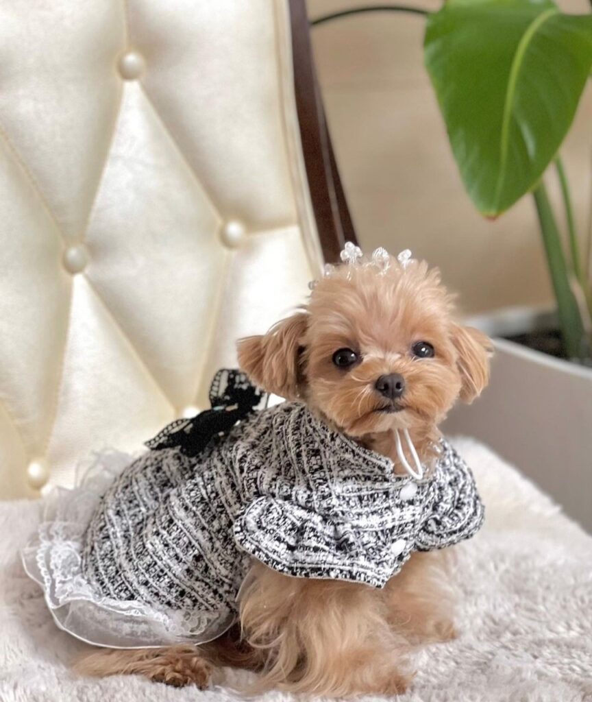 Daldal-picture kpop idols dogs