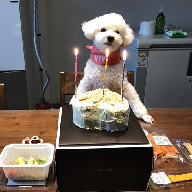 Vivi-picture kpop idols dogs