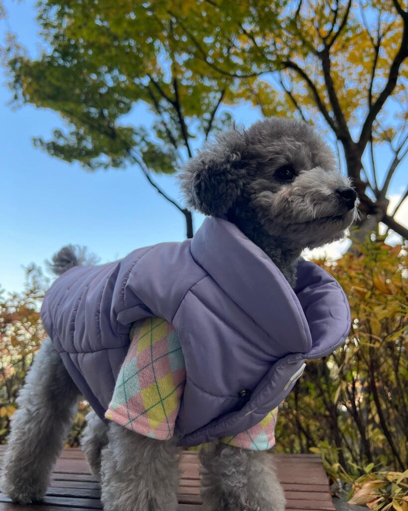 zero-picture K-pop dogs