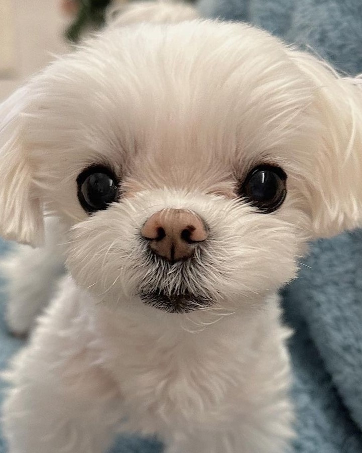 coco-picture K-pop dogs