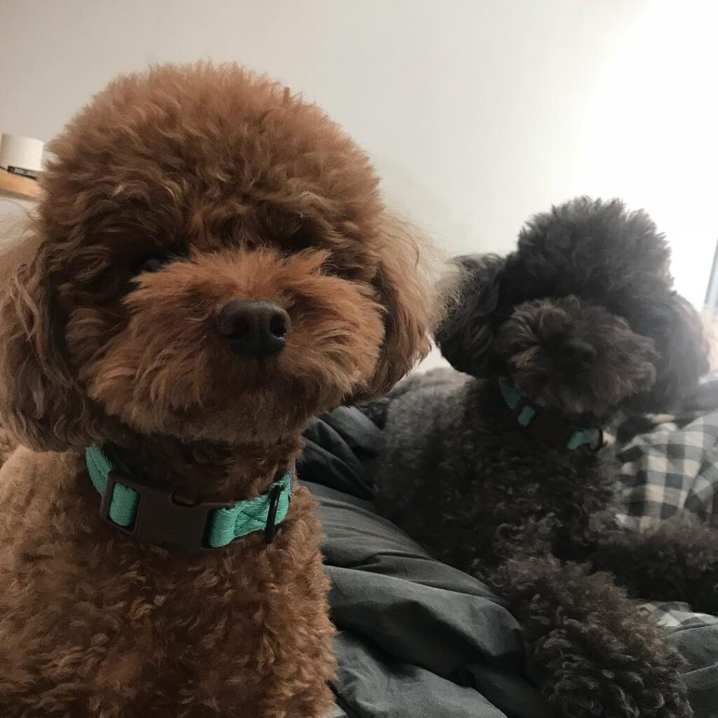 commedes-and-garcons